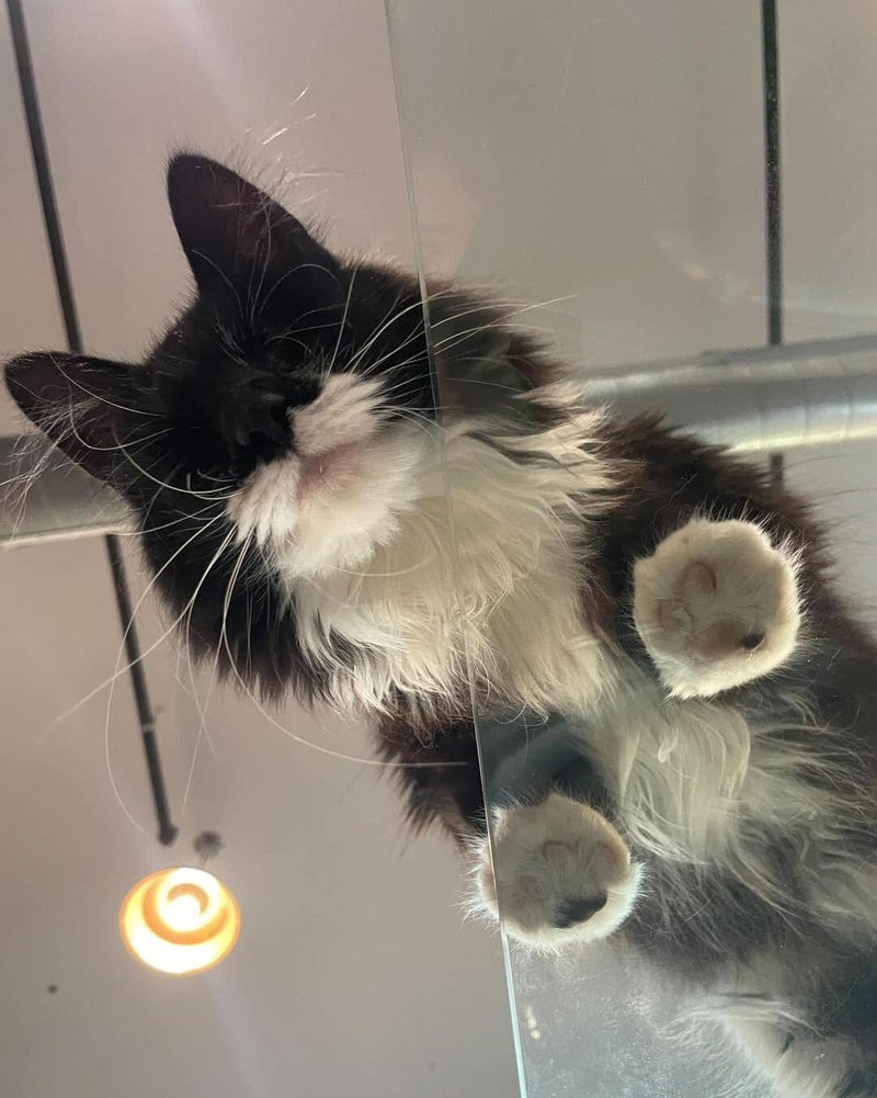 Grand Rapids Coffee Shop and Cat Cafe Lounge Gifts Happy Cat Cafe