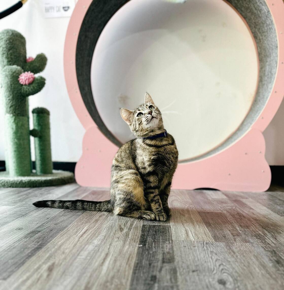 Grand Rapids Coffee Shop and Cat Cafe Lounge Gifts Happy Cat Cafe