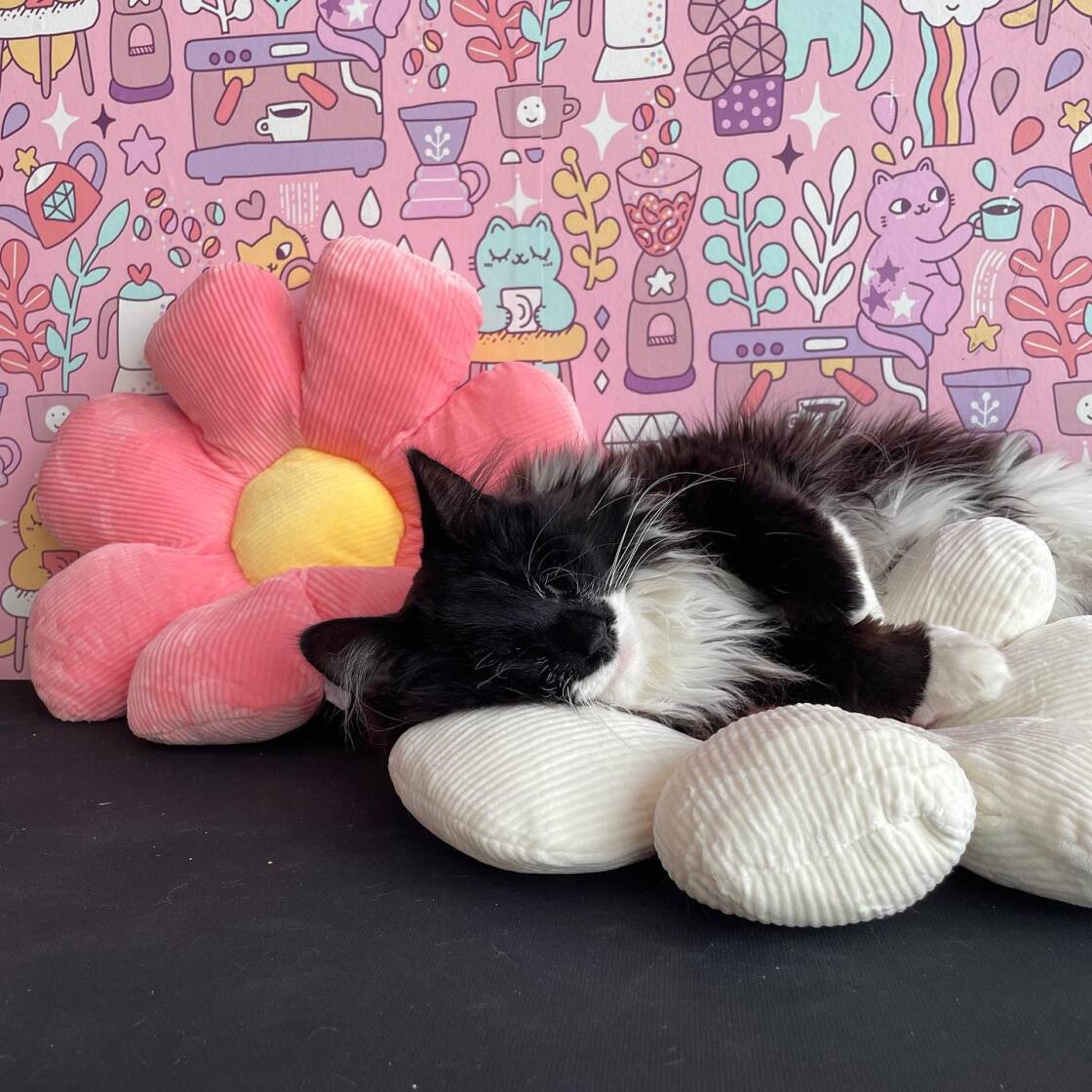 Grand Rapids Coffee Shop and Cat Cafe Lounge Gifts Happy Cat Cafe