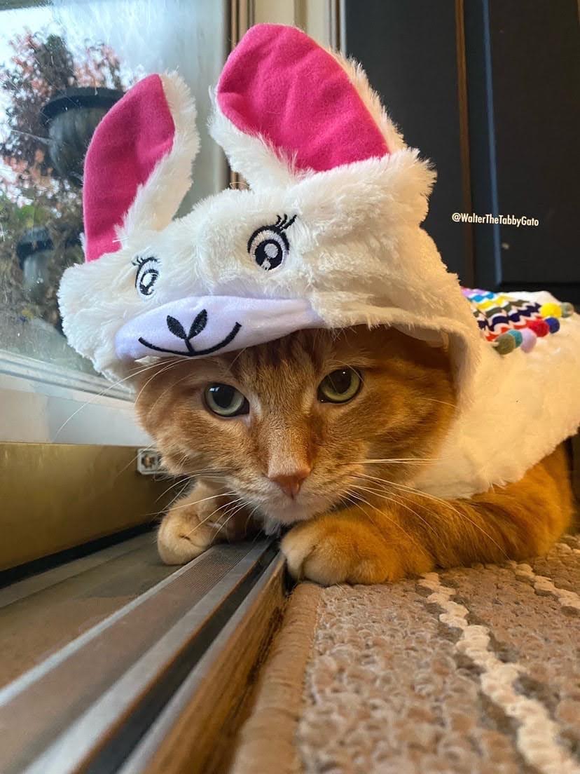 Second Annual Happy Cat Costume Contest | Happy Cat Cafe